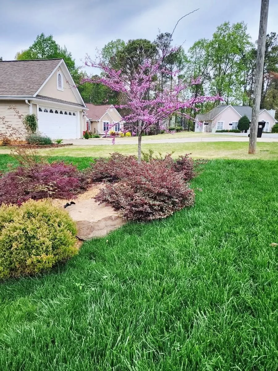 Professional lawn maintenance and turf care service in Alpharetta, GA